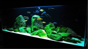 Best Aquarium for African Cichlids: Top Compared Size Guide