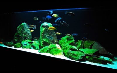 Best Aquarium for African Cichlids: Top Compared Size Guide