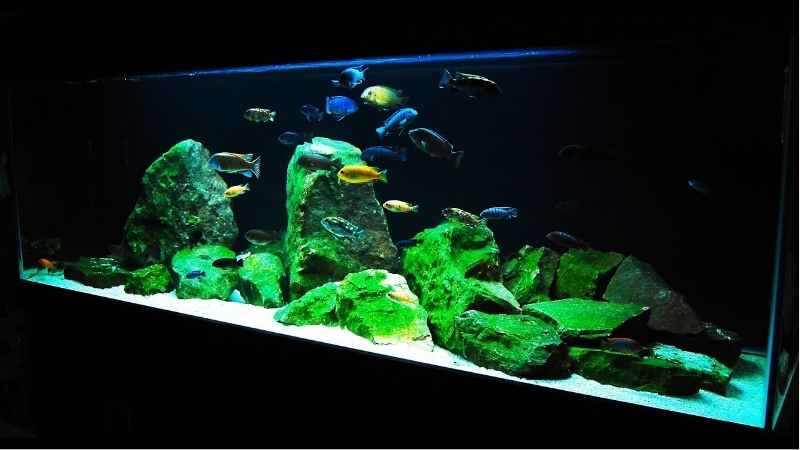 best aquarium for african cichlids