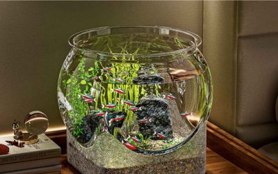 Best Aquarium for an Office Desk: Top Compared Compact Picks