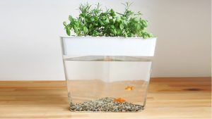 Best Aquarium for Aquaponics Herbs: Top Compared Indoor Picks