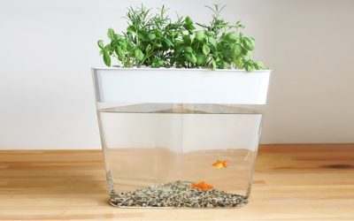 Best Aquarium for Aquaponics Herbs: Top Compared Indoor Picks