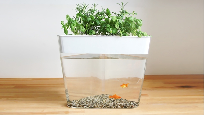 best aquarium for aquaponics herbs
