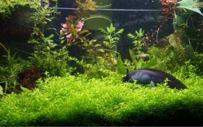 Best Aquarium for Axolotl: Top Compared Floor-Space Guide
