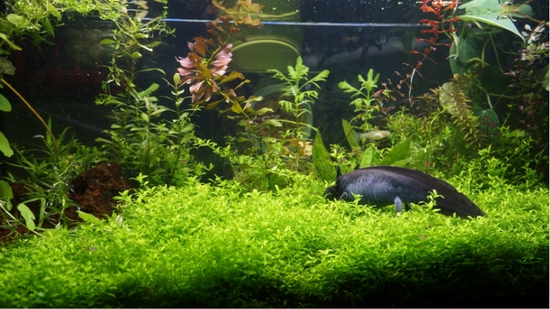 best aquarium for axolotl