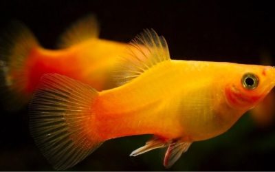 Best Aquarium for Cold Water Fish Without Heater: Top Compared