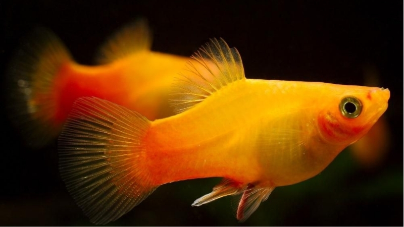 best aquarium for cold water fish without heater