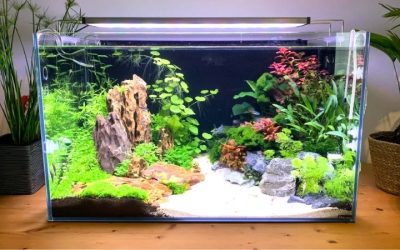 Best Aquarium for Hard Water Fish: Top Compared Size Guide