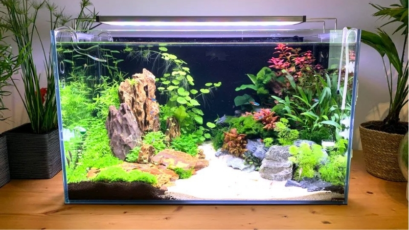 best aquarium for hard water fish