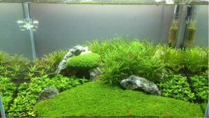 Best Aquarium for Shrimp Keeping: Top Compared Nano Picks