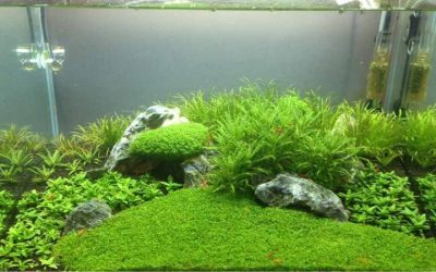 Best Aquarium for Shrimp Keeping: Top Compared Nano Picks