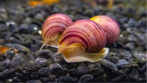 Best Aquarium for Snails and Crustaceans: Top Compared Guide
