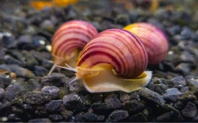 Best Aquarium for Snails and Crustaceans: Top Compared Guide