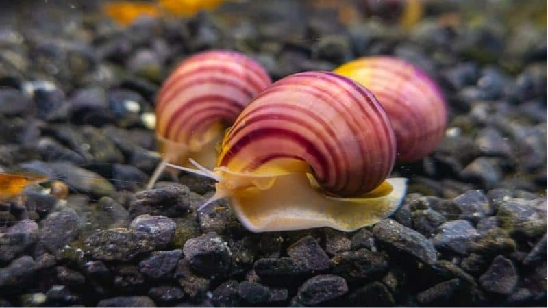 best aquarium for snails and crustaceans