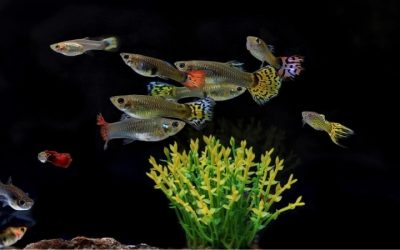 Best Aquarium for Tetras and Guppies: Top Compared Setup Guide