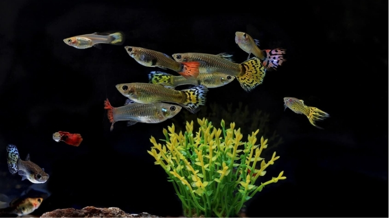 best aquarium for tetras and guppies