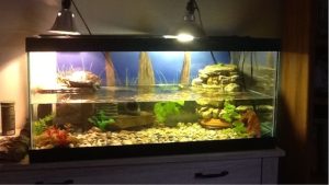 Best Aquarium for Turtle and Fish Together: Top Compared Guide