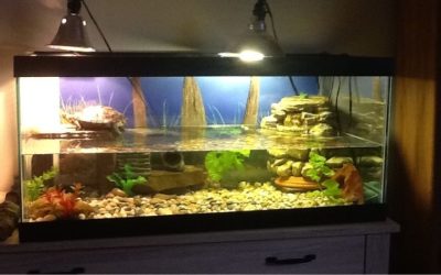 Best Aquarium for Turtle and Fish Together: Top Compared Guide