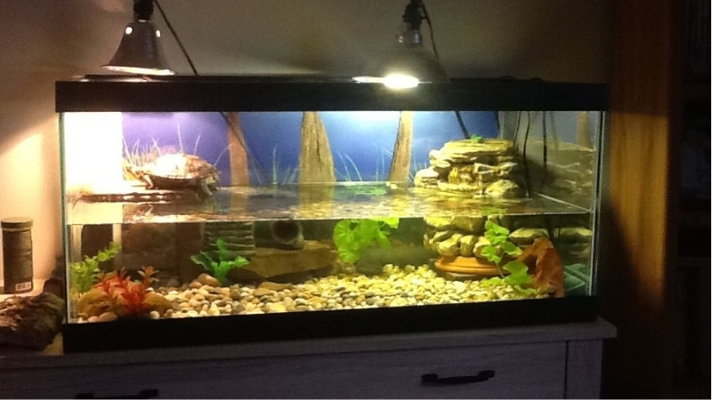 best aquarium for turtle and fish together