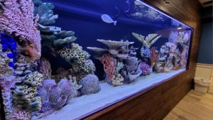 Best Aquarium Hose for Draining Large Tanks: Top Tested