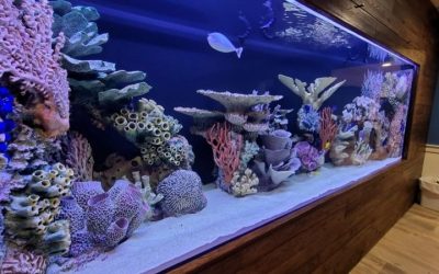 Best Aquarium Hose for Draining Large Tanks: Top Compared