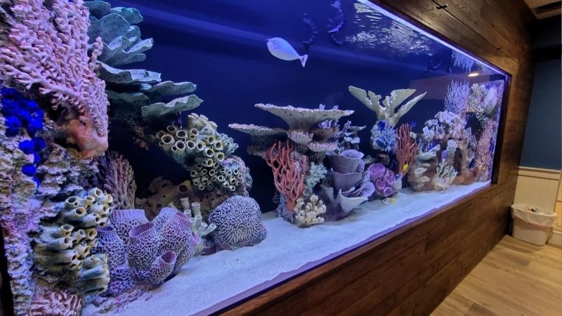 best aquarium hose for draining large tanks