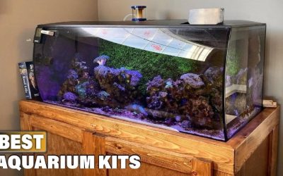 Best Aquarium Kit Under 100: Best Proven Expert Tested Guide