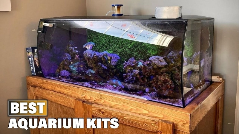 best aquarium kit under 100