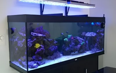 Best Aquarium Light for 36 Inch Tank: Smart Picks for 2026