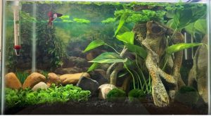 Best Aquarium Light for Betta Tanks: Smart Picks for 2026