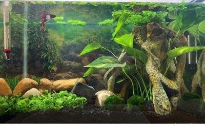 Best Aquarium Light for Betta Tanks: Smart Picks for 2026