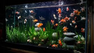 Best Aquarium Light for Goldfish Tank: Bright Smart Picks