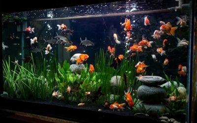 Best Aquarium Light for Goldfish Tank: Bright Smart Picks