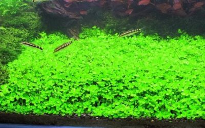 Best Aquarium Light for Growing Carpet Plants: Top Picks