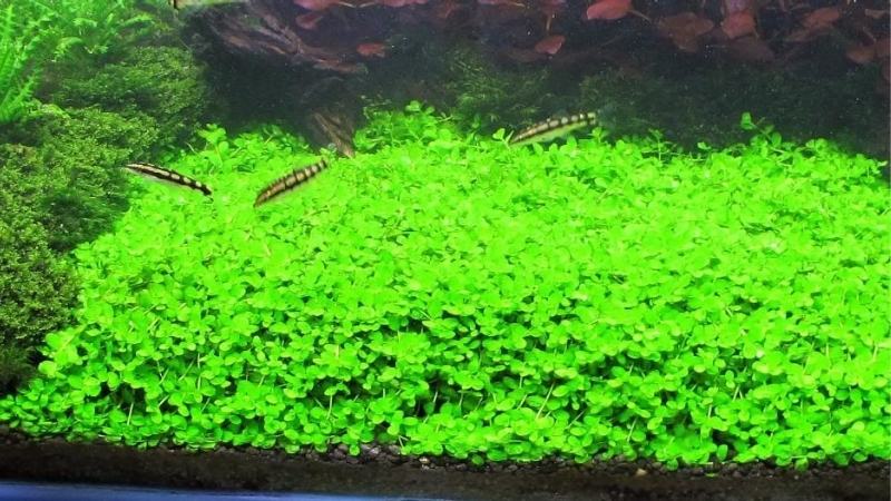 best aquarium light for growing carpet plants