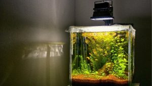 Best Aquarium Light for Low Tech Planted Tank: Top Picks