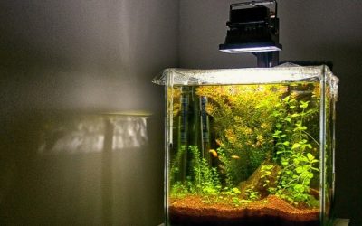 Best Aquarium Light for Low Tech Planted Tank: Top Picks