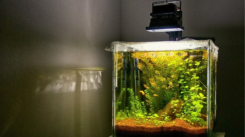 best aquarium light for low tech planted tank