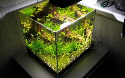 Best Aquarium Light for Shrimp Tank Color: Vivid Top Picks