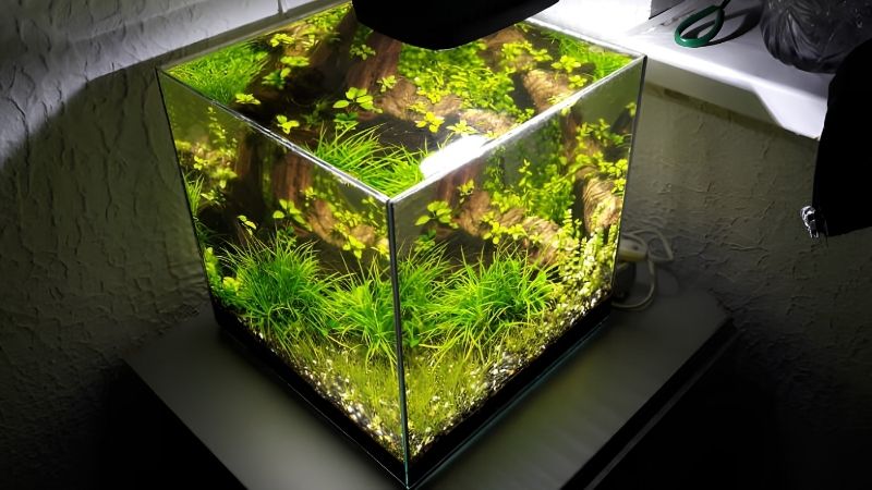 best aquarium light for shrimp tank color