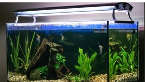 Best Aquarium Light With Timer Built In: Smart Top Picks