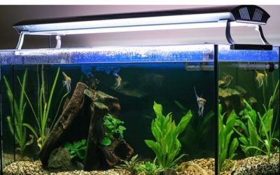 Best Aquarium Light With Timer Built In: Smart Top Picks