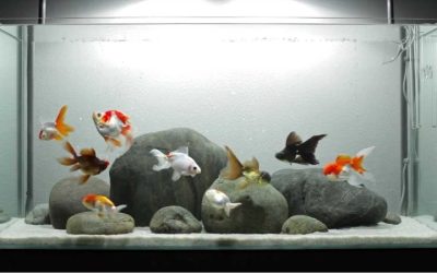 Best Aquarium Ornaments for Goldfish: Expert Trusted Guide