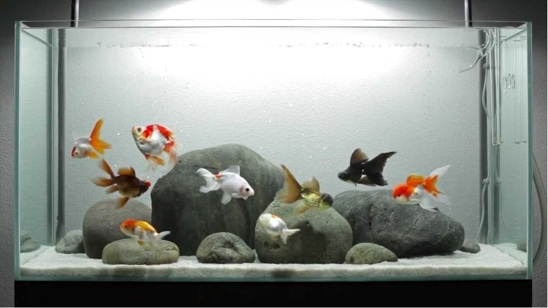 best aquarium ornaments for goldfish