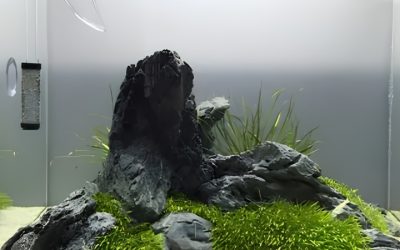 Best Aquarium Sand for Planted Tanks: Ultimate Top Guide