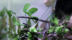Best Aquarium Scissors for Trimming Plants: Top Tested Picks