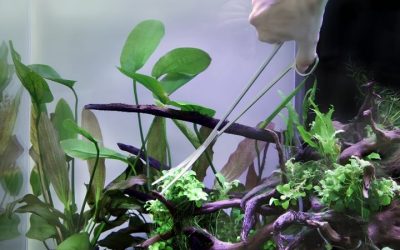 Best Aquarium Scissors for Trimming Plants: Top Tested Picks