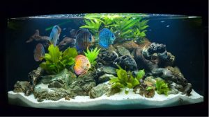 Best Aquarium Setup for a Classroom: A Top Compared Guide