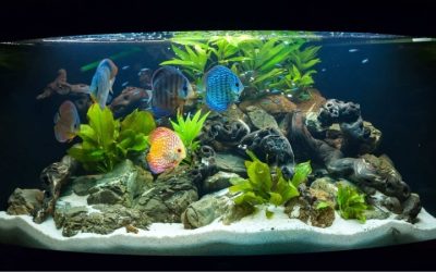 Best Aquarium Setup for a Classroom: A Top Compared Guide