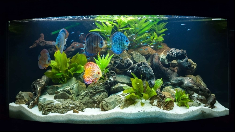 best aquarium setup for a classroom